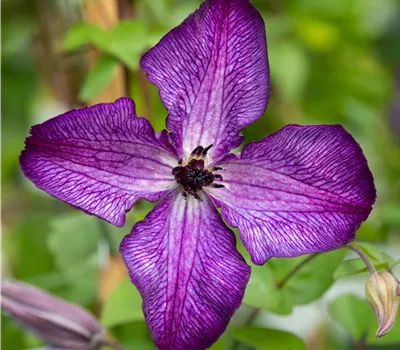 Clematis viticella 'Super Nova' -S- Clematis viticella 'Super Nova' -S-