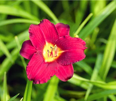 Hemerocallis x cult.'Pardon Me'