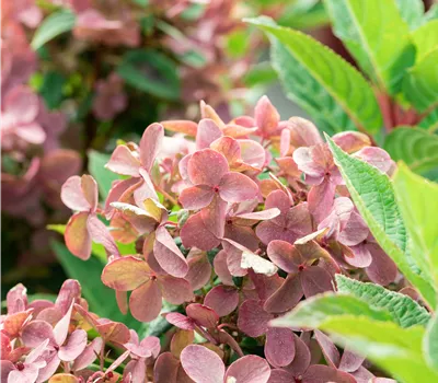 Hydrangea panic. 'Polestar' -R-