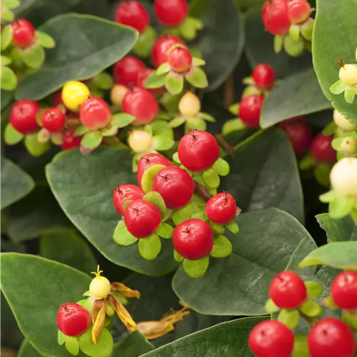 Hypericum inodorum 'Miracle Attraction'