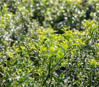 Ilex aquif.'Pyramidalis' Ilex aquif.'Pyramidalis'