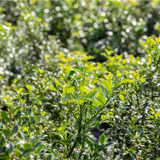 Ilex aquif.'Pyramidalis'