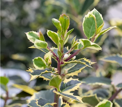 Ilex aquif.'Rubricaulis Aurea' Ilex aquif.'Rubricaulis Aurea'
