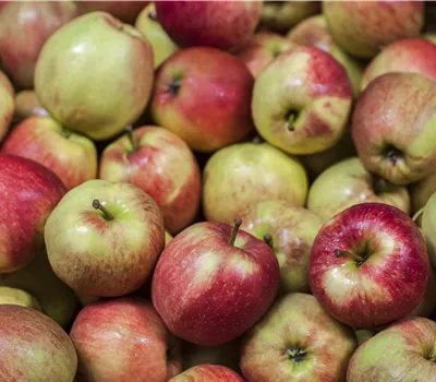 Malus Säule 'Jucunda' CAC Malus Säule 'Jucunda' CAC