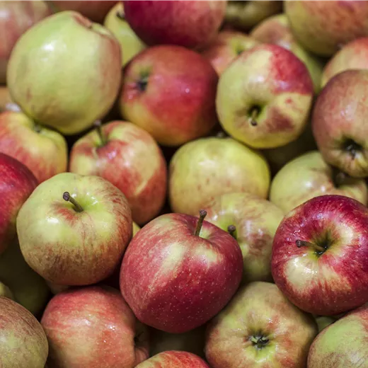 Malus Säule 'Jucunda' CAC Malus Säule 'Jucunda' CAC