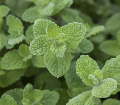 Mentha x rotundifolia