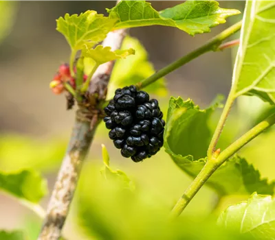 Morus rotund. 'BonBonBerry -R- Mojo Berry' Morus rotund. 'BonBonBerry -R- Mojo Berry'