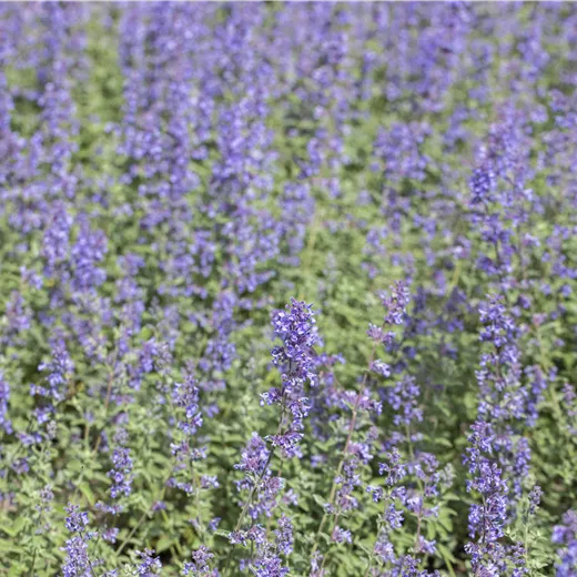 Nepeta x faassenii 'Purrsian Blue' -R-