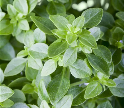 Ocimum basilicum var. minimum Ocimum basilicum var. minimum