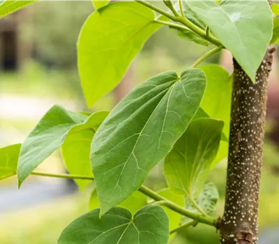 Paulownia tomentosa KLIMABAUM