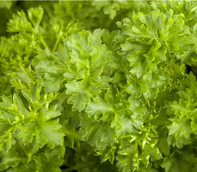 Petroselinum crispum Petroselinum crispum