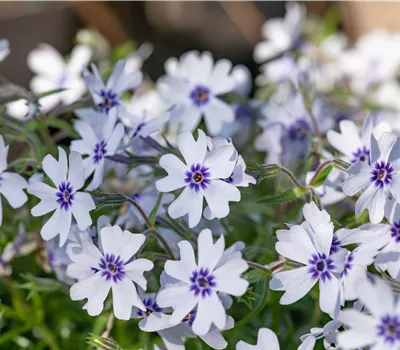 Phlox subulata 'Bavaria'