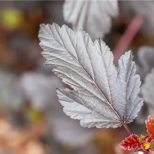 Physocarpus opulifolius 'All Black' bis 1,20 m
