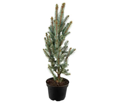 Picea pungens 'Iseli Fastigiate' Picea pungens 'Iseli Fastigiate'