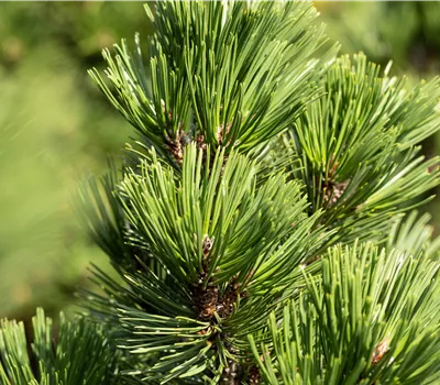 Pinus heldreichii 'Irish Bell' Pinus heldreichii 'Irish Bell'