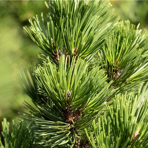 Pinus heldreichii 'Irish Bell'