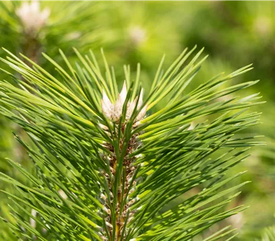 Pinus thunbergii 'Banshosho' Pinus thunbergii 'Banshosho'