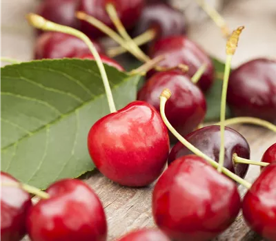 Prunus av.'Sweetheart' CAC