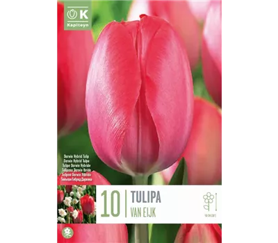 Tulipa 'Red van Eijk'