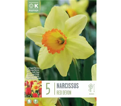Narcissus 'Red Devon'