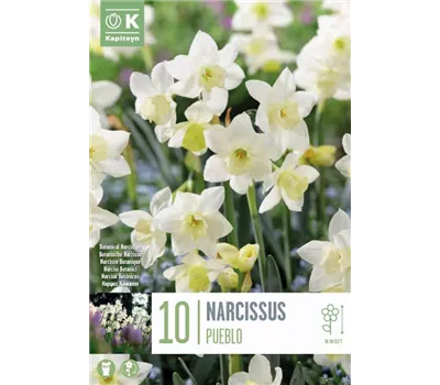 Narcissus jonquilla 'Pueblo' Narcissus jonquilla 'Pueblo'