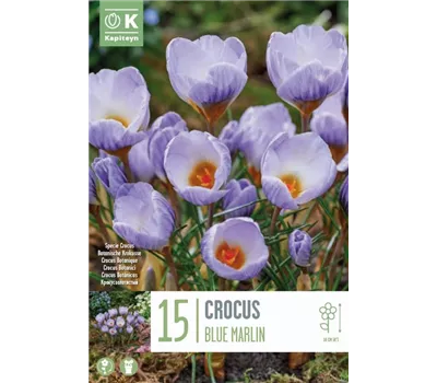 Crocus chrysanthus 'Blue Marlin'
