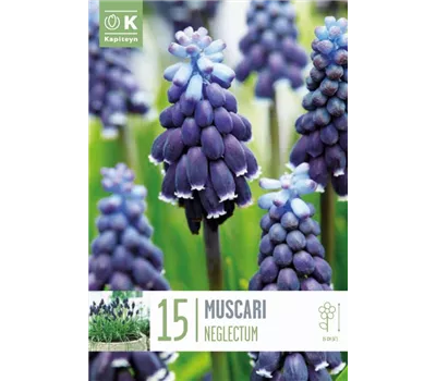 Muscari neglectum