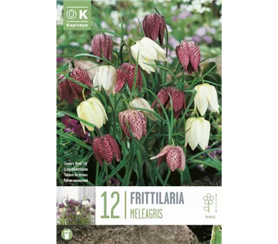 Fritillaria meleagris Mischung