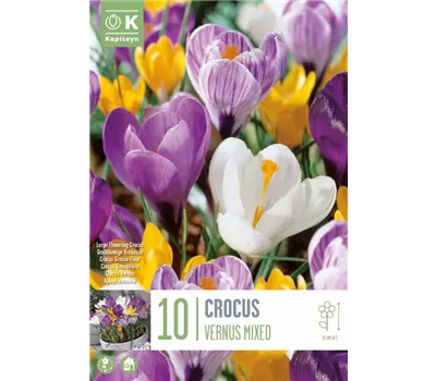 Crocus Mixed Colours