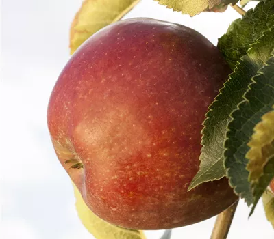 Malus "Crony" Sorte Red Windsor