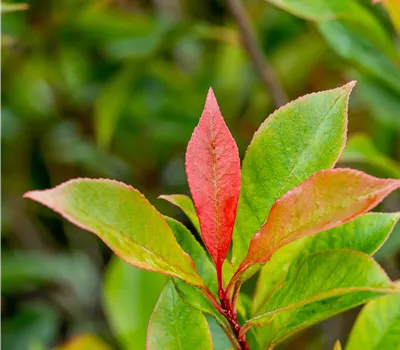 Photinia fraseri 'Manderino' Photinia fraseri 'Manderino'