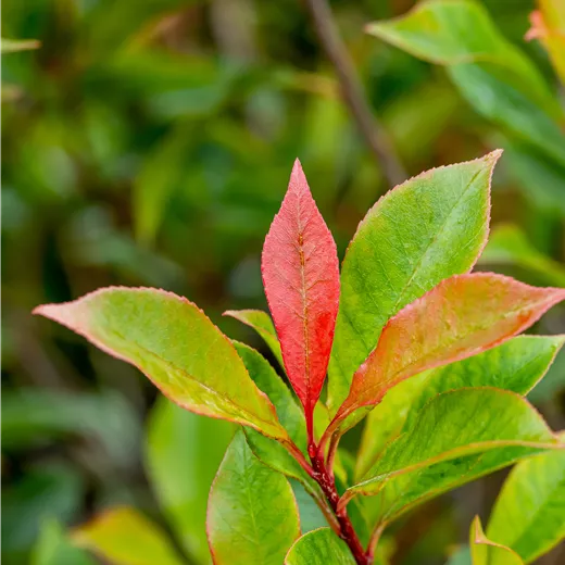 Photinia fraseri 'Manderino'