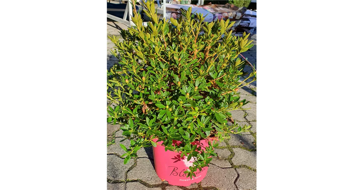 Rhododendron m. 'Bloombux' -R- Magenta