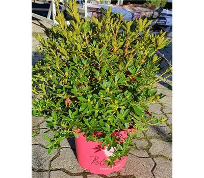 Rhododendron m. 'Bloombux' -R- Magenta Rhododendron m. 'Bloombux' -R- Magenta