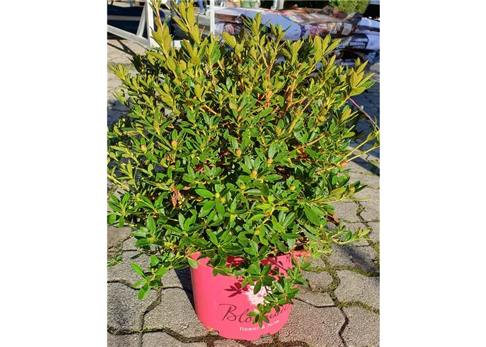 Rhododendron m. 'Bloombux' -R- Magenta
