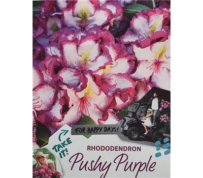 Rhododendron Happydendron -R-