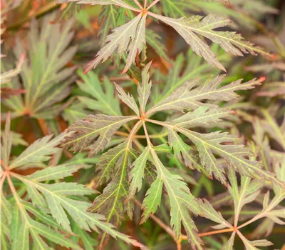 Acer palmatum 'Orangeola' Acer palmatum 'Orangeola'
