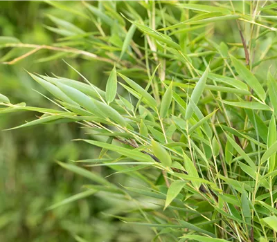 Fargesia murielae 'Green Lion' -R- Fargesia murielae 'Green Lion' -R-