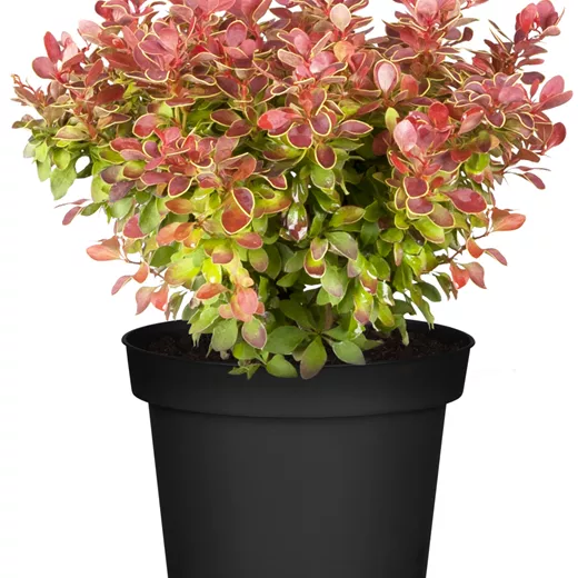 Berberis thunbergii 'Admiration' -S-