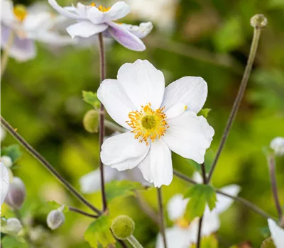 Anemone japonica 'Whirlwind' Anemone japonica 'Whirlwind'