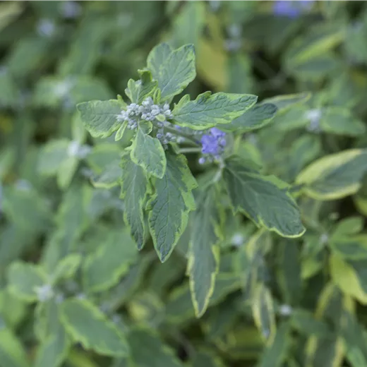 Caryopteris clandonensis 'Summer Sorbet' -S- Caryopteris clandonensis 'Summer Sorbet' -S-