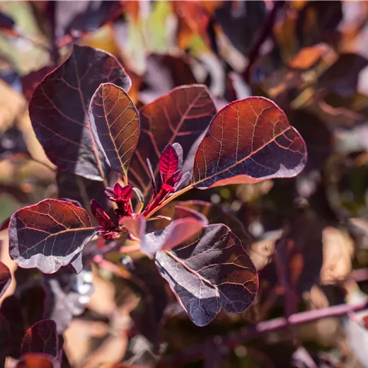 Cotinus coggygria 'Dusky Maiden' Cotinus coggygria 'Dusky Maiden'