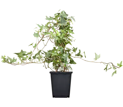 Hedera helix i.S. Hedera helix i.S.