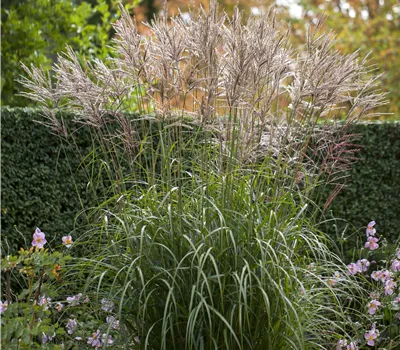 Miscanthus sinensis 'Silberspinne'