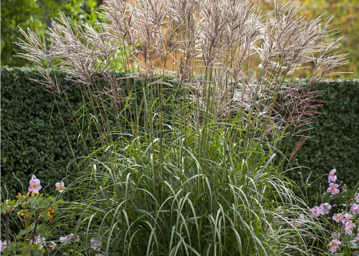 Miscanthus sinensis 'Silberspinne'