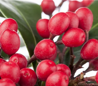 Skimmia japonica 'Pabella' Skimmia japonica 'Pabella'