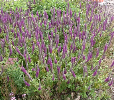 Teucrium hyrcanicum 'Paradise Delight'