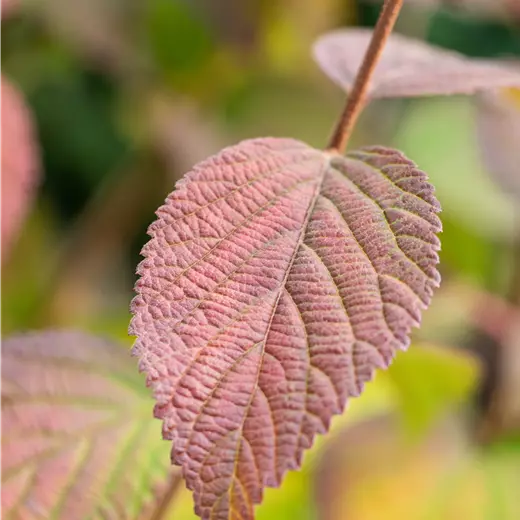 Viburnum plicatum 'Opening Day'