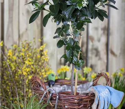 Viburnum tinus Viburnum tinus