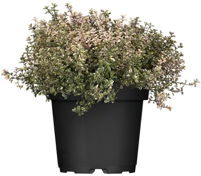 Thymus pulegioides Thymus pulegioides